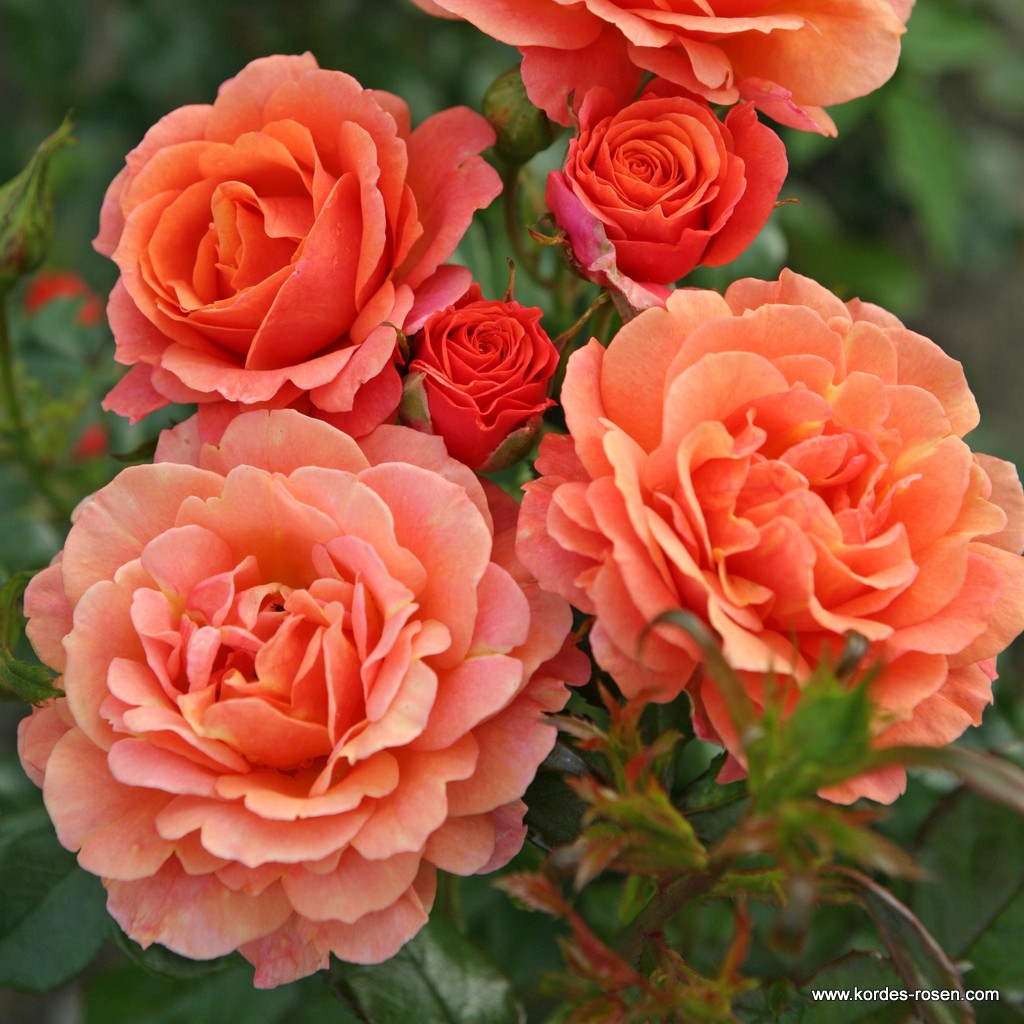 Роза парковая Ламбада